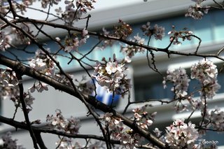 猿江公園桜いっぱい