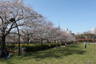 猿江公園桜いっぱい(2)