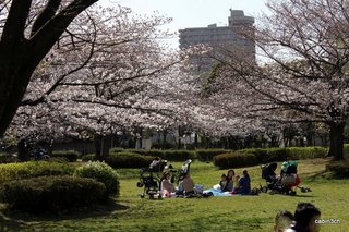 猿江公園桜いっぱい(2)